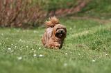 LHASSA APSO 279